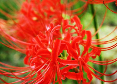 代表地狱的花 和地狱有关的花