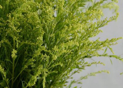 黄莺长什么样子 黄莺是什么植物类别