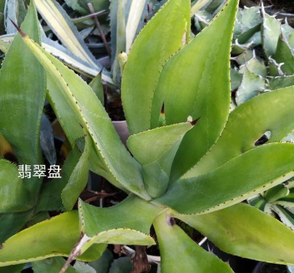 十大名贵龙舌兰科品种