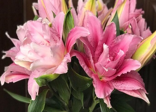 代表姐妹的花