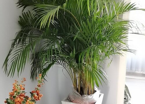 散尾的寓意与风水