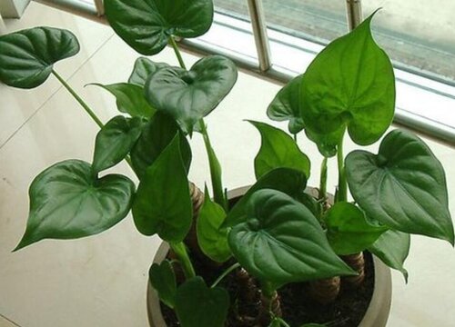 室内大叶植物盆栽有哪些
