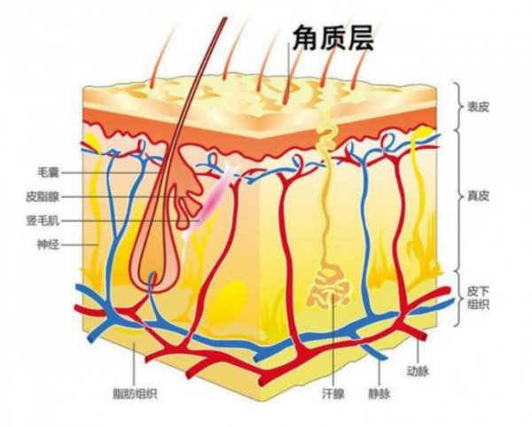 角质层薄怎么修复增厚