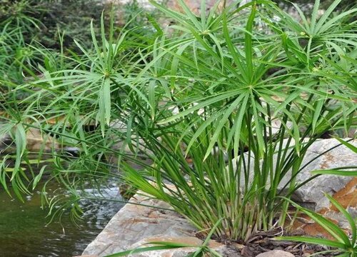 棕竹的寓意与风水