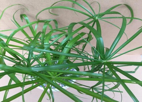 棕竹的寓意与风水