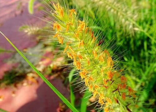 狗尾巴草有什么作用