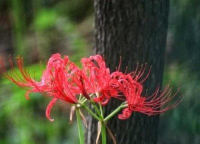 彼岸花不同颜色花语 彼岸花所有颜色的花语