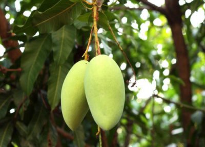 芒果生长周期 芒果的生长周期是多长时间