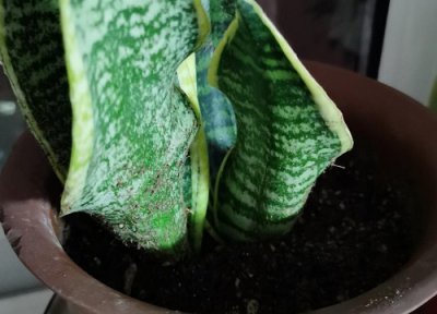 虎皮兰叶子枯萎如何拯救 虎皮兰叶子干枯怎么处理