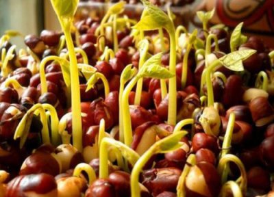 红小豆种植时间 红小豆种植时间和方法
