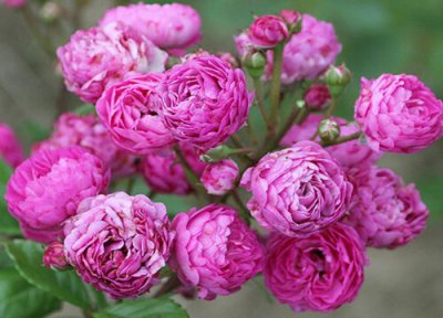 葡萄园之歌月季是藤本还是灌木 葡萄园之歌月季属于藤本还是灌木