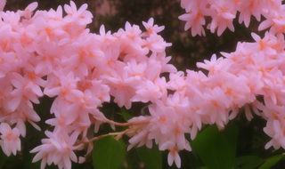 茉莉花什么养最好最旺 茉莉花养护技巧让它茁壮成长