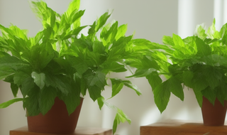 客厅放什么绿植最旺宅 客厅最适合放哪种绿植物？