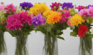 办公室种什么花最旺 办公室适合种植哪些花卉？